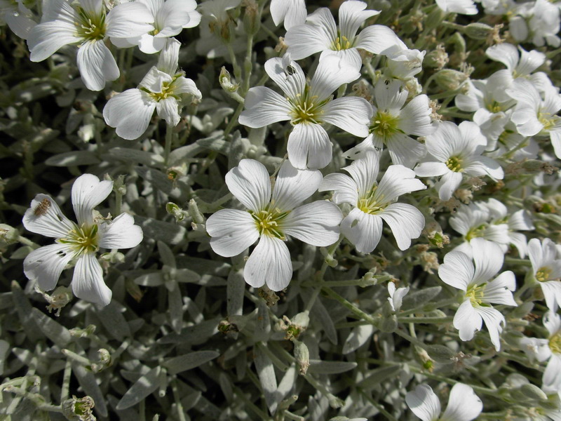 in alta quota nei miei Sibillini